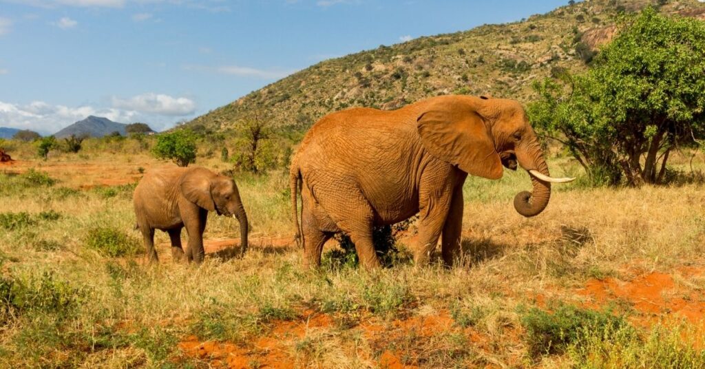 elephant