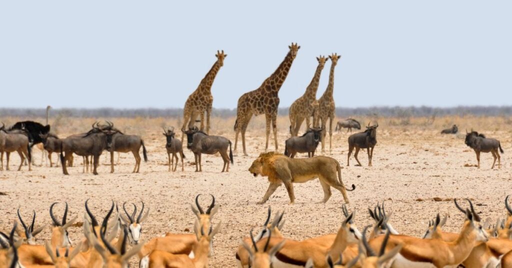 Animal Facts in Hindi