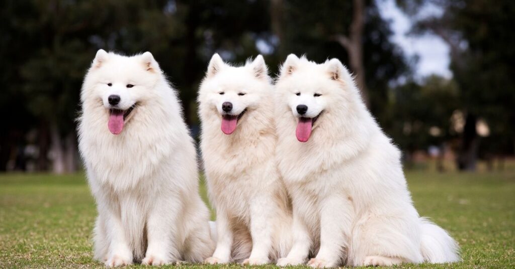 Dog Images | Animal Facts in Hindi