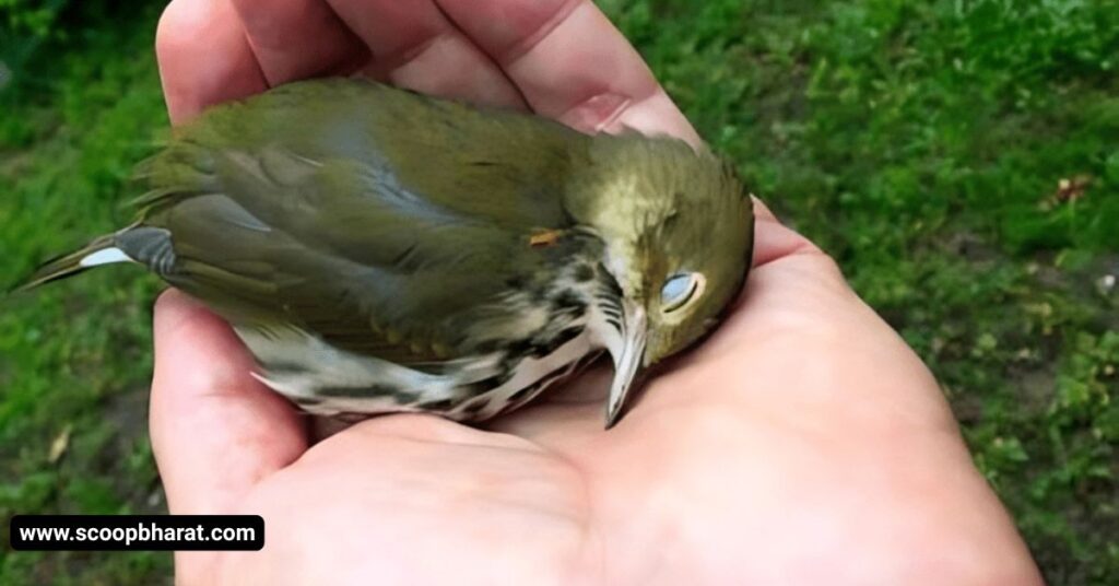 Titoni Bird in Hindi