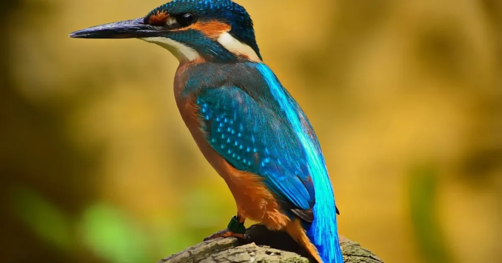 Kingfisher Bird Facts in Hindi