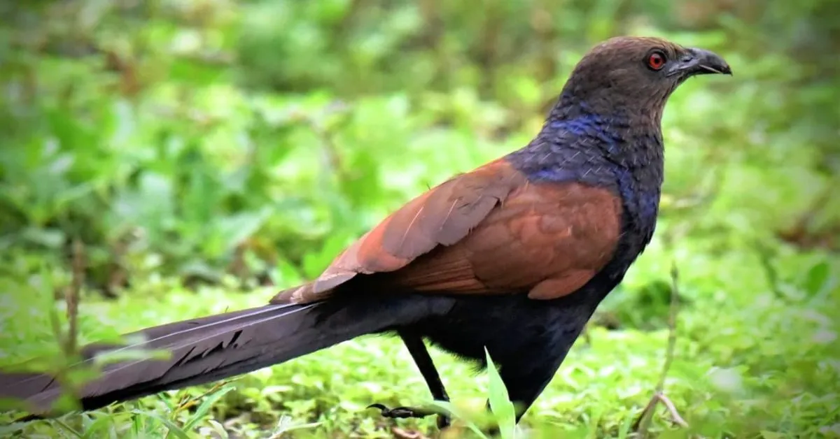 Information about koyal in Hindi