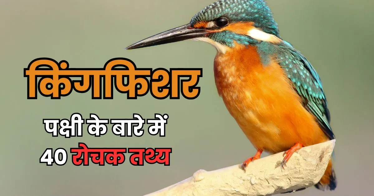 Kingfisher Bird Facts in Hindi