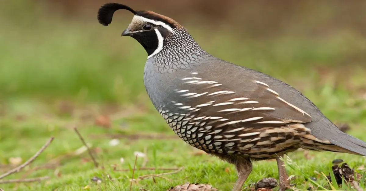 Information about quail in Hindi