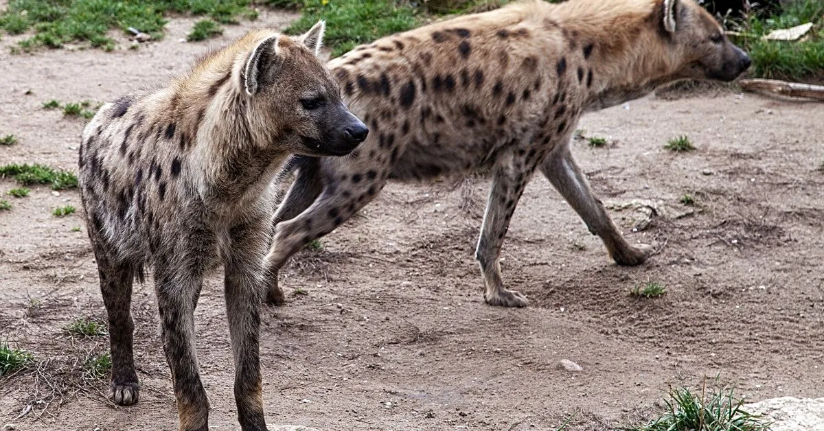 Hyena Facts in Hindi
